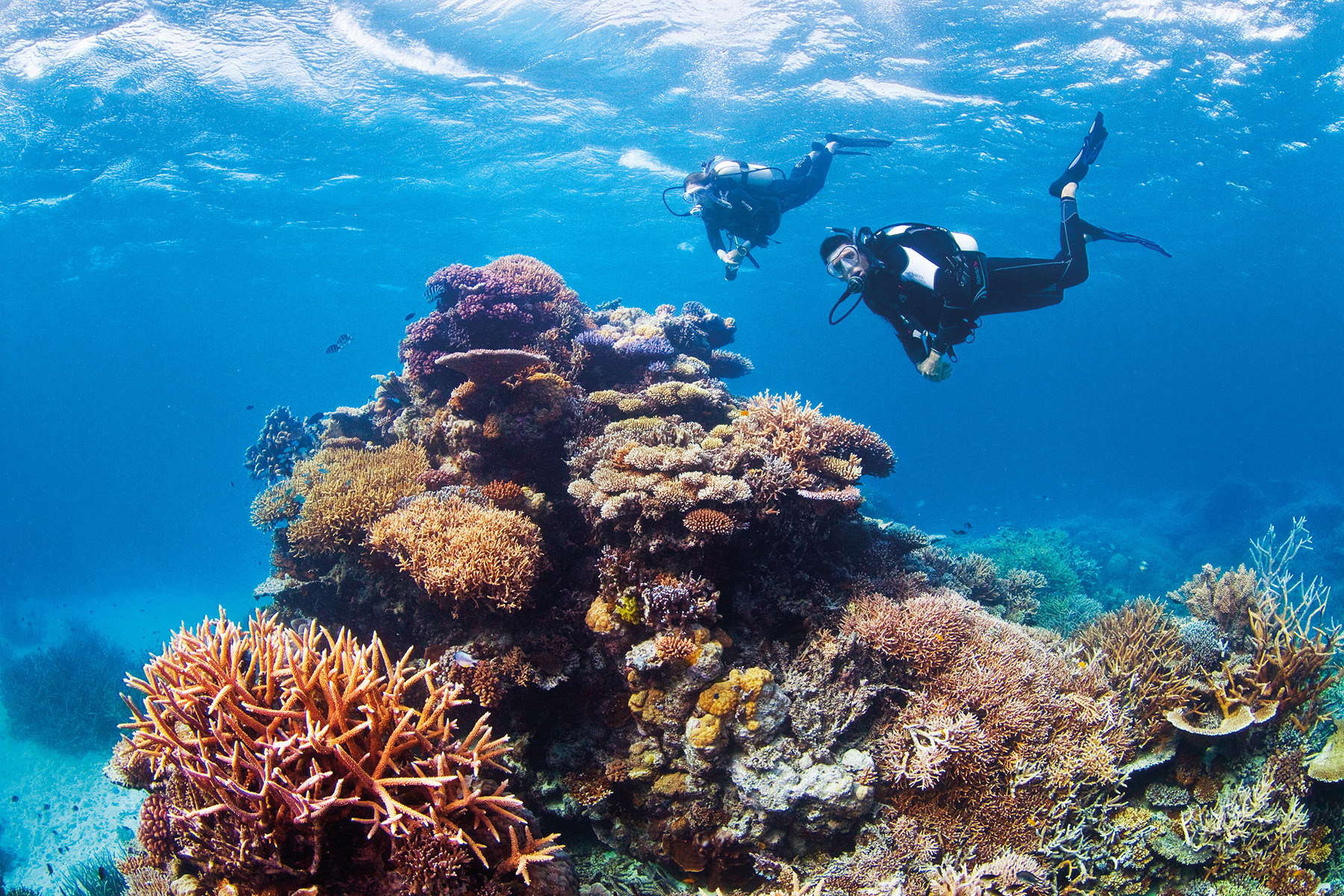 Challenger Bay Drift at Ribbon Reefs, Great Barrier Reef, QLD  (Photo: Tourism Port Douglas and Daintree)